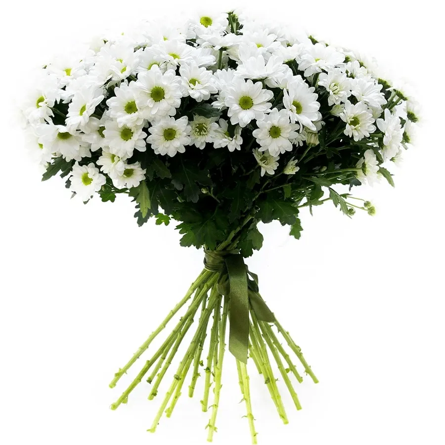 Хризантемы ромашковые белые